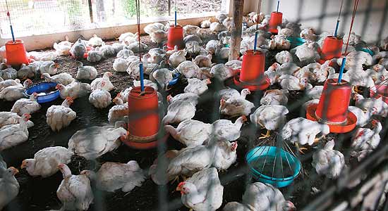 poultry farm business plan in telangana