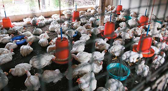 Small Poultry Farm Business